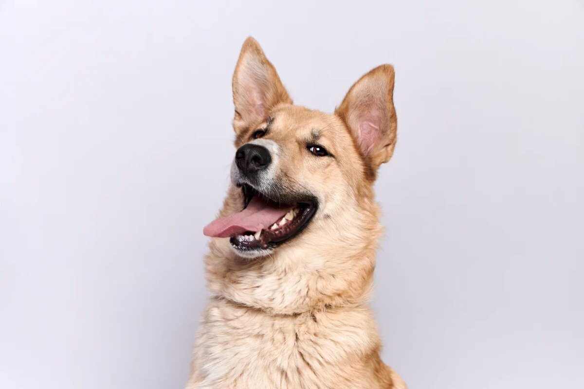 Позитивный настрой Эластики и игривый характер способны раскрасить серые будни в яркие цвета и подарить море положительных эмоций своему будущему хозяину.