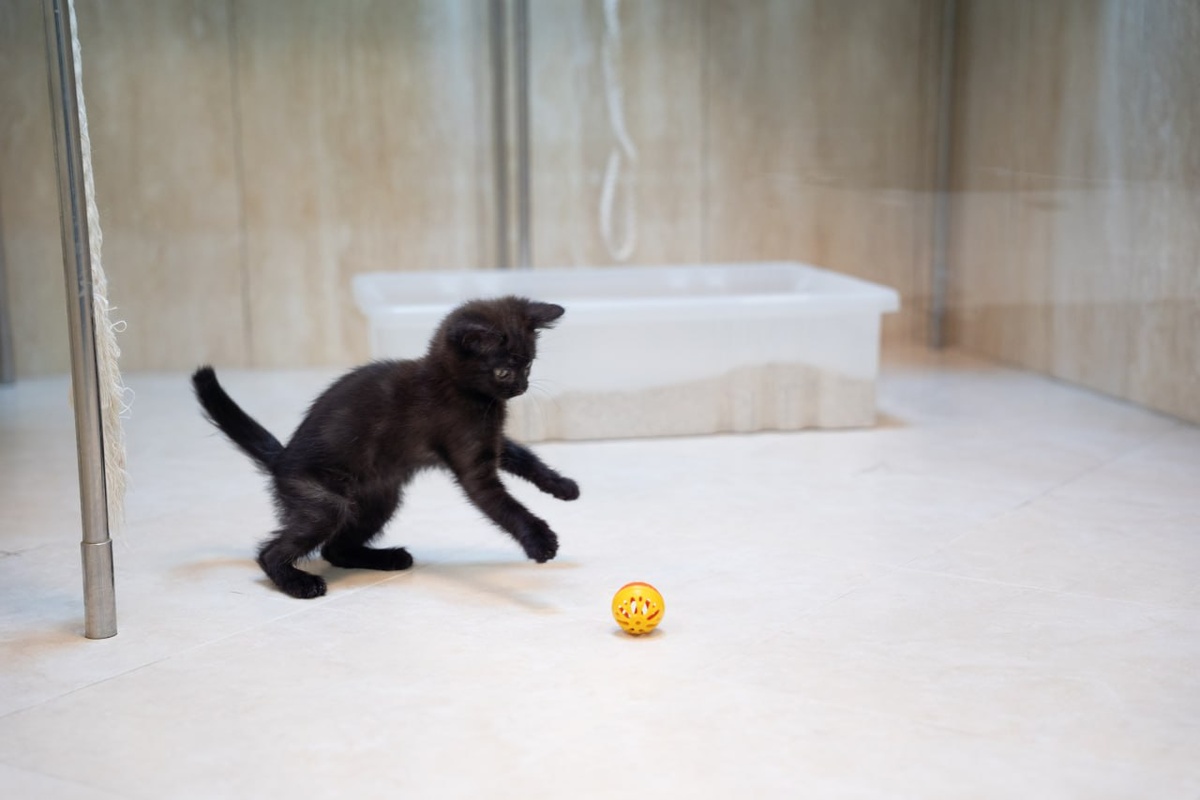    Кошка из курского приграничья — в театре Юрия Куклачева