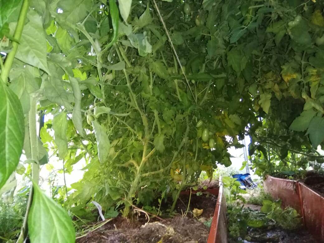 Томаты без пасынкования