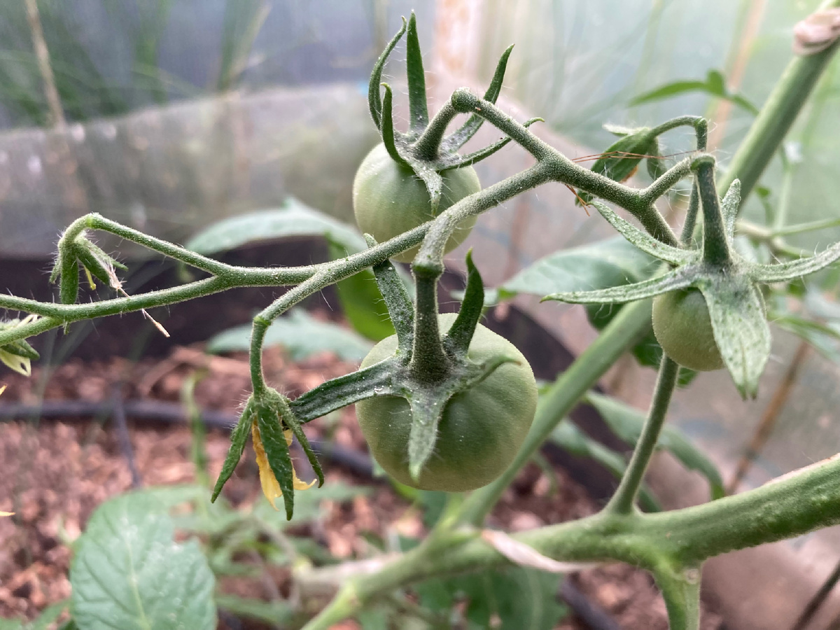 Древнее сердце Акви терме