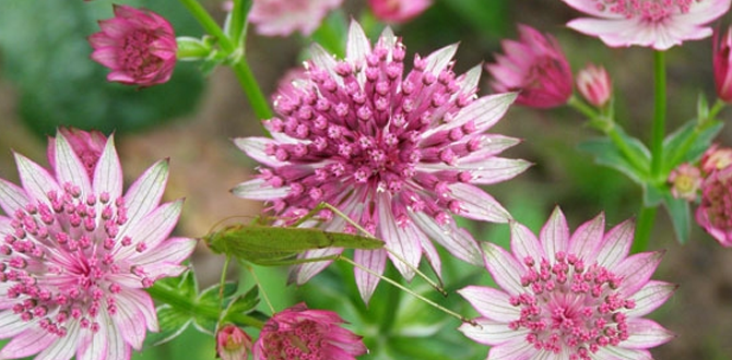 Астранция  "Astrantia maxima"