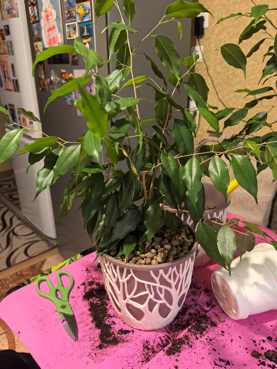 Пересаженный фикус