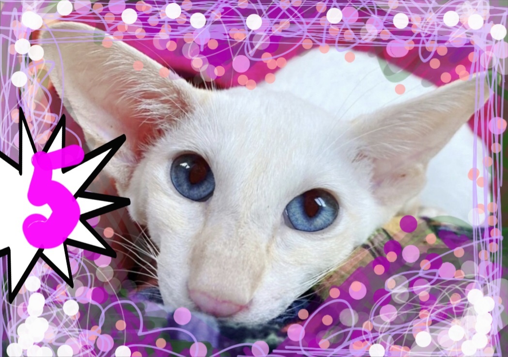 Фотоколлаж - собственность автора канала "ТАК НАДО".