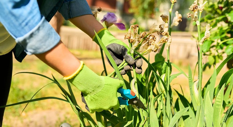 Что делать с ирисами после цветения?