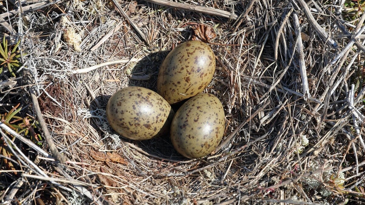    Фото: Grigorii Pisotsckii / Shutterstock / Fotodom