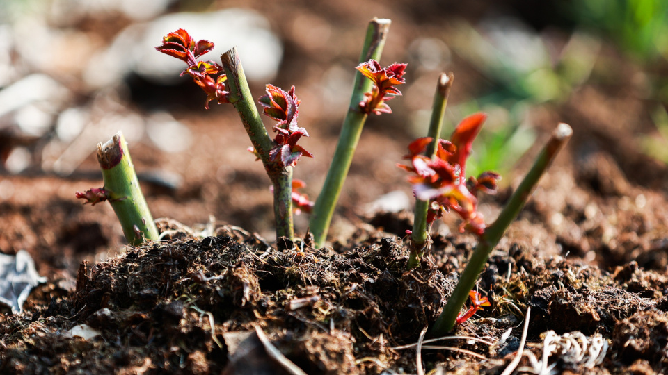 Фото: Dan Mihalcea / Shutterstock / Fotodom