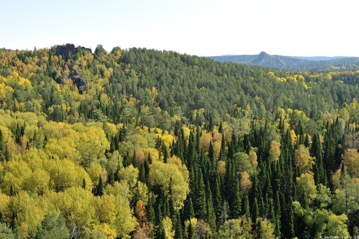 Вот в таком лесу будет, например, происходить передача запрещённых веществ.