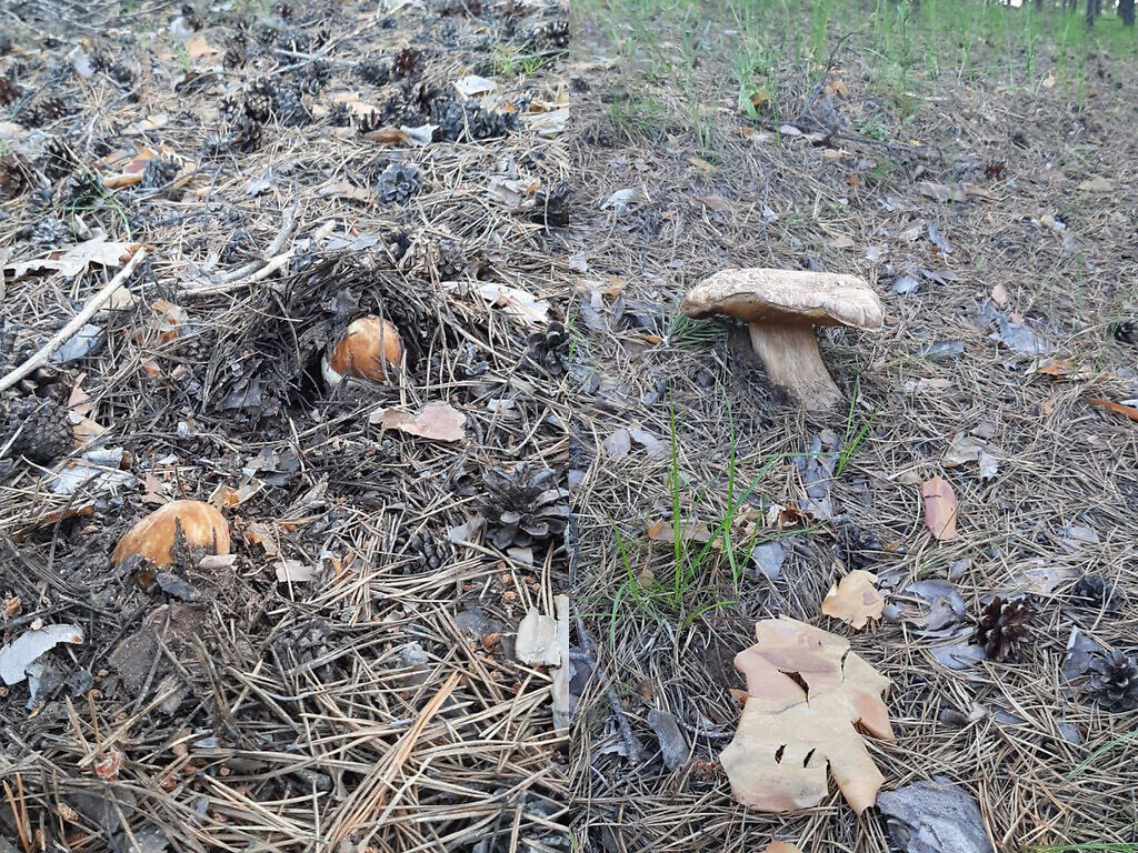    Маслята, боровики, опята: В Бузулукском бору начался грибной сезон