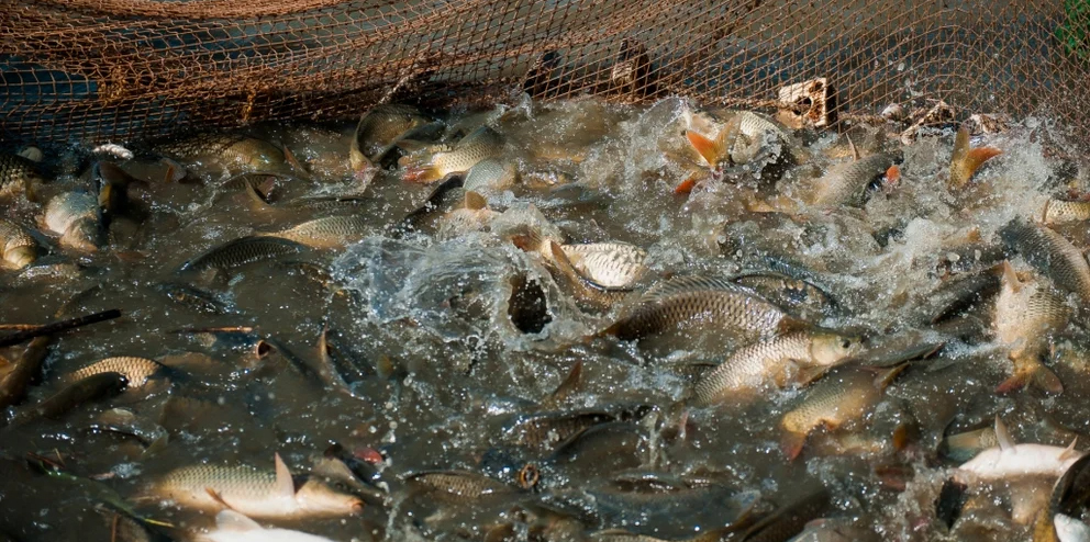 Фото с сайта: https://mcx.gov.ru/upload/iblock/04b/04b9a36ea74de0aa2f33bdda1089747e.jpg