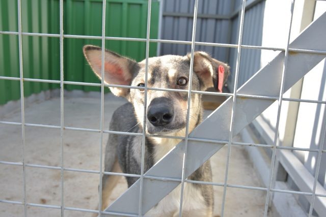     Автор фото: Виталий ГАРКУША