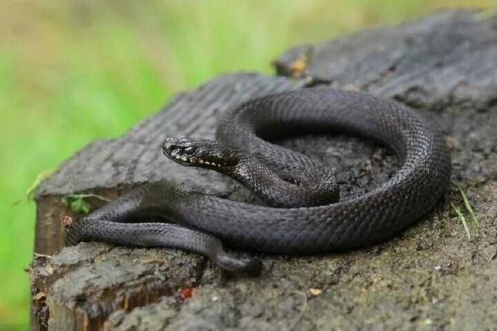 Фото взято из интернета. 