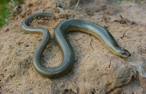 Фото взято из интернета. Ящерица веретеница. 