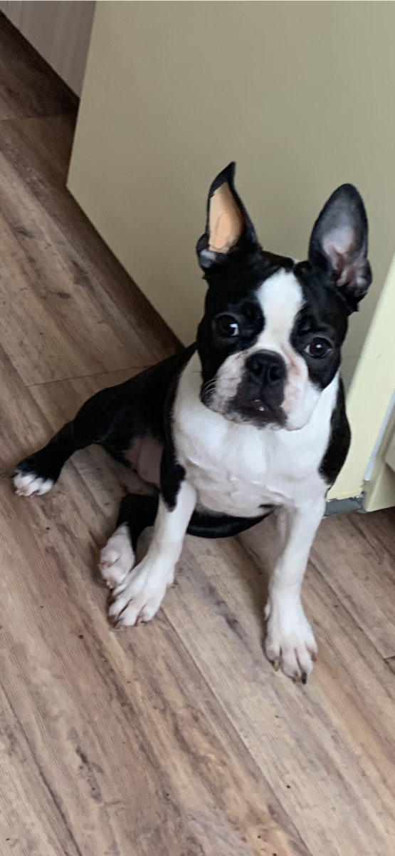 Бостон терьер Фифа . Первые дни в нашем доме.