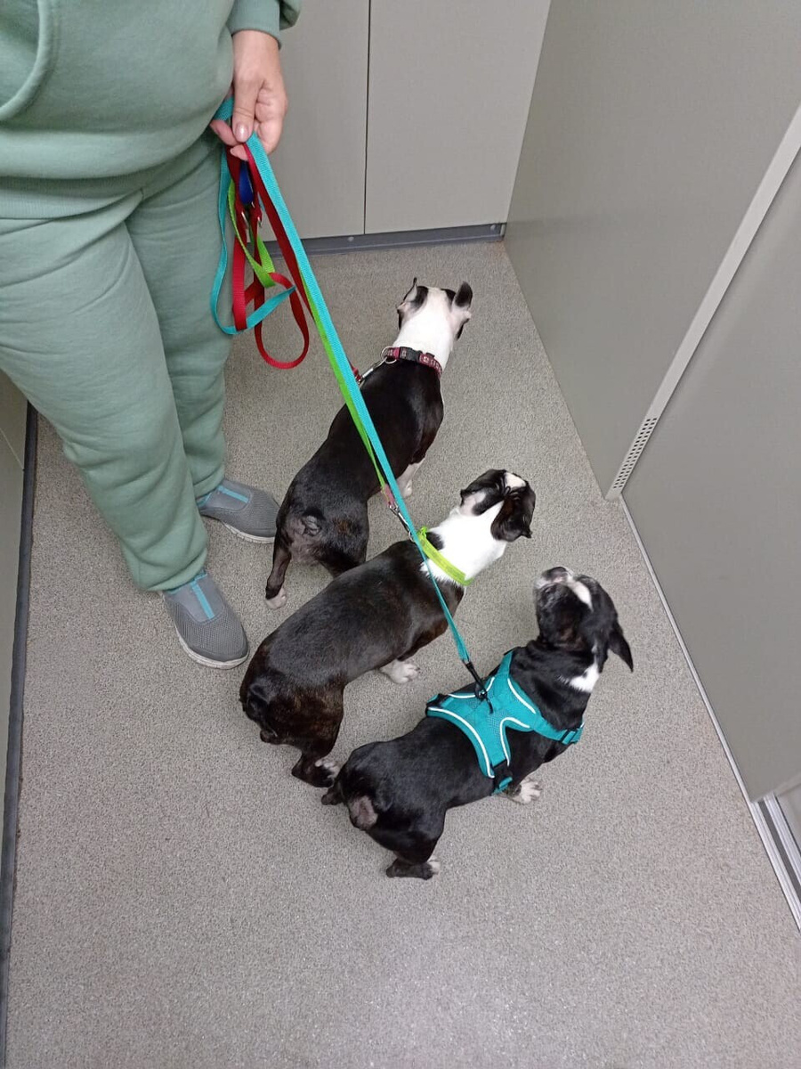 На прогулку 