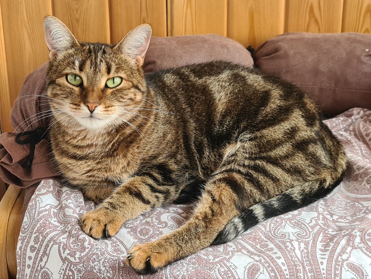 Кошка-драгоценность