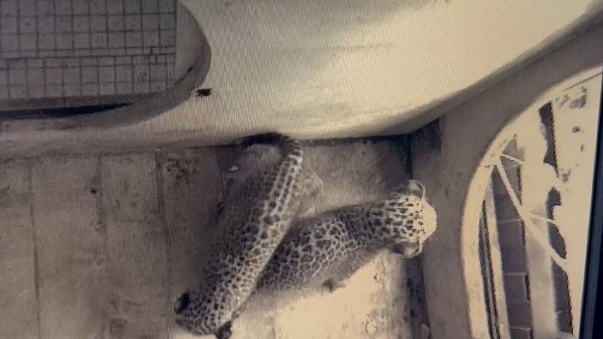    Фото: t.me/leopardcenter