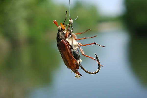 Фото с сайта: https://i.pinimg.com/736x/3b/9a/ea/3b9aeaa44c8c85efc6f579e02266523c.jpg