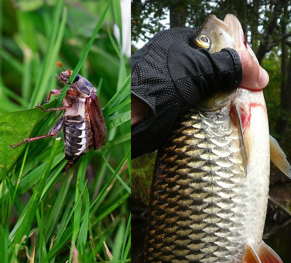 Фото с сайта: https://rybolov.org/images/club/fishing/imgi2/zuk_golavl_b2.jpg