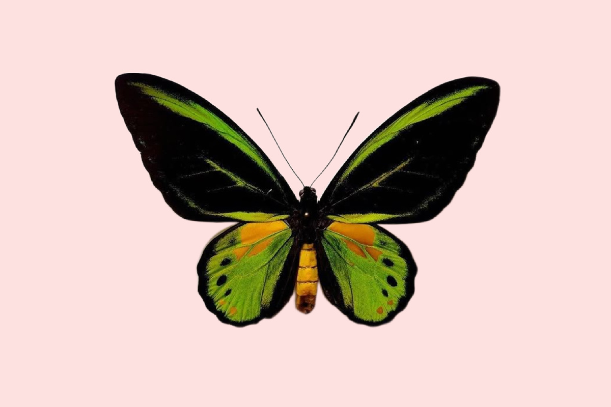 Ornithoptera akakeae, фото из открытых источников