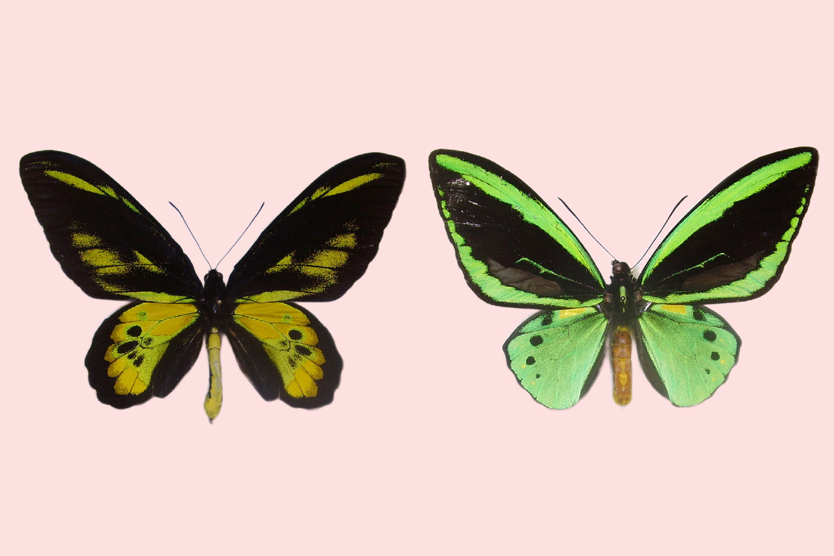 «Родители» Ornithoptera akakeae, Ornithoptera rothschildi (слева) и Ornithoptera priamus poseidon (справа). Фото Robert Nash, 2007 г.