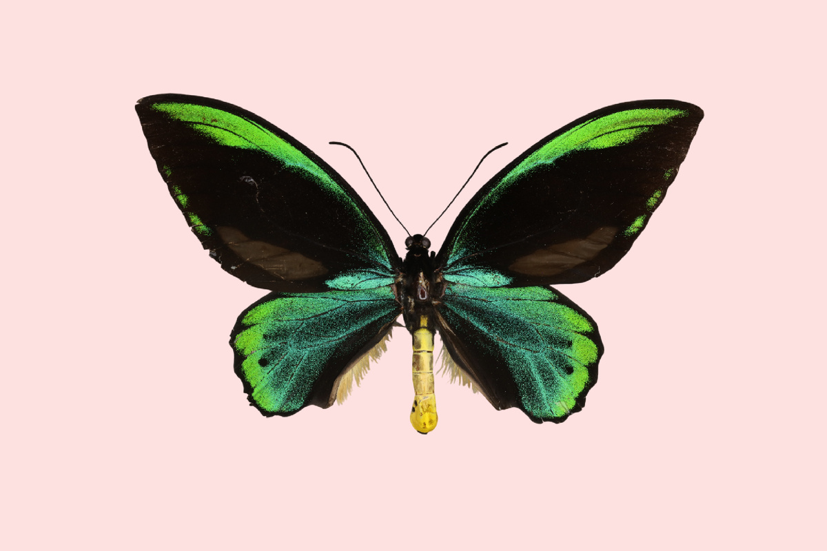 Ornithoptera allotei, фото Peter Wing, 2018 г. 