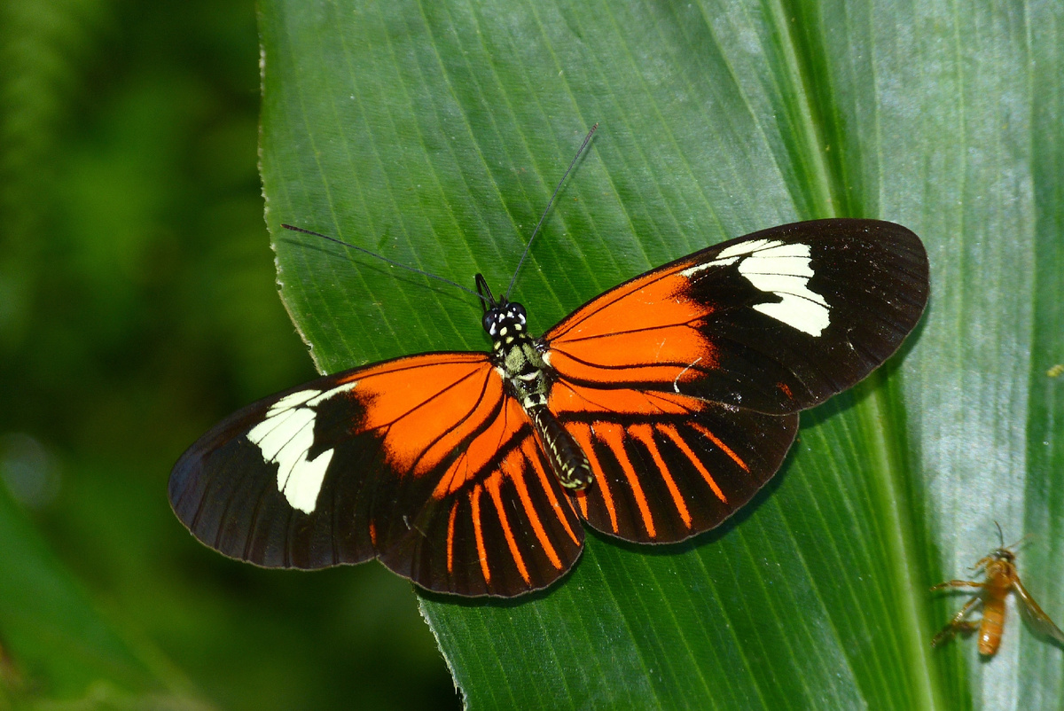Heliconius elevatus, полученная путем естественного скрещивания видов Heliconius melpomene и Heliconius pardalinus. Этот гибрид образовался более 180 тысяч лет назад – взаимосвязь между тремя видами этих амазонских бабочек исследователи National Geographic открыли только в 2024 году. Фото Andrew Neild 