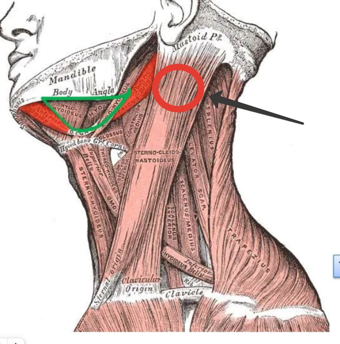 Здесь пациенка чувствовала дискомфорт.