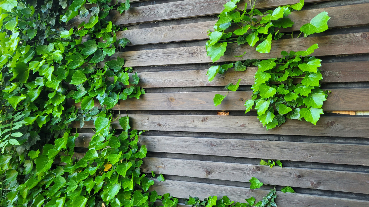 Растения в Сочи