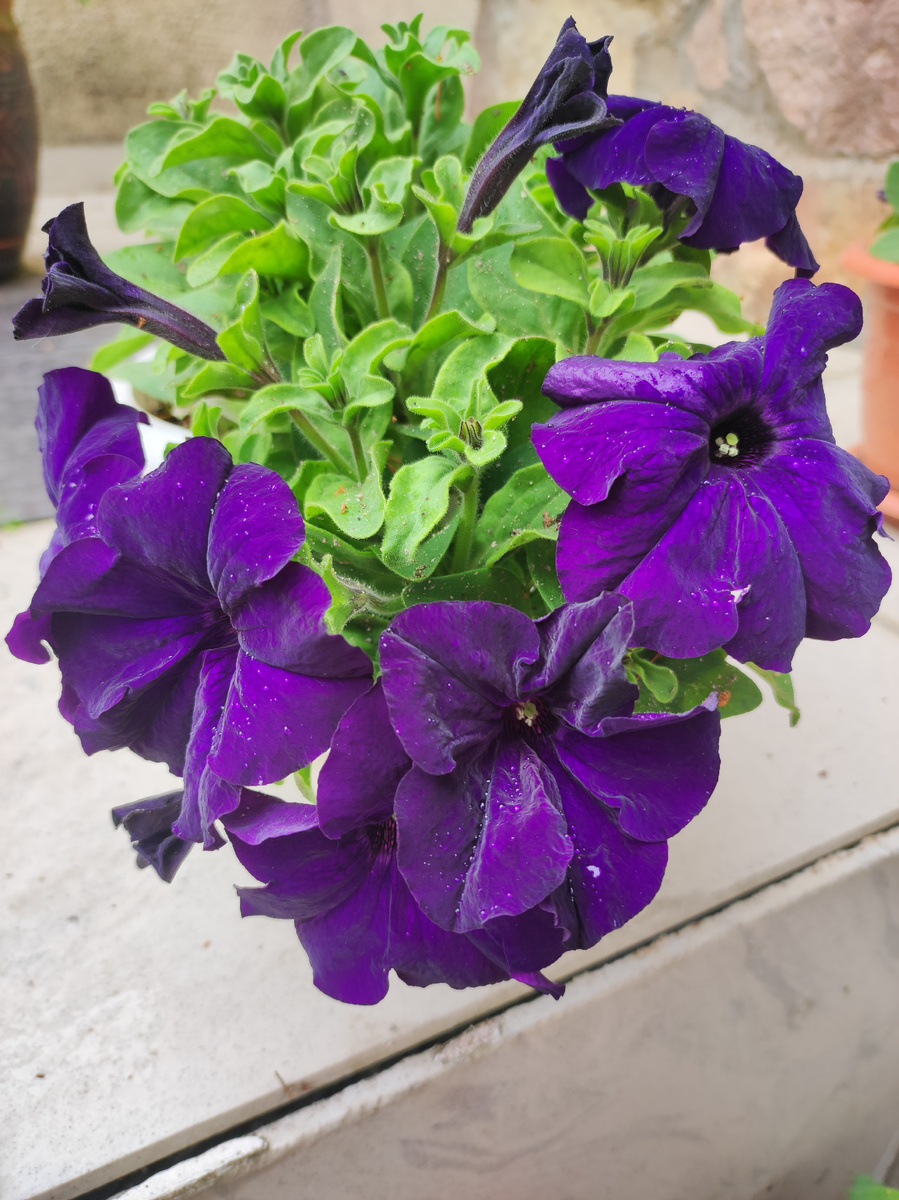 Мои петунии начали активно цвести