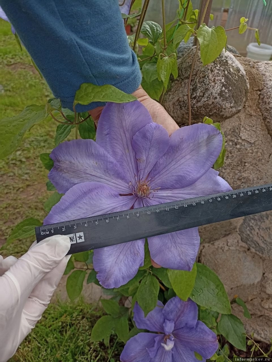 Фото: Светлана Тимофеева