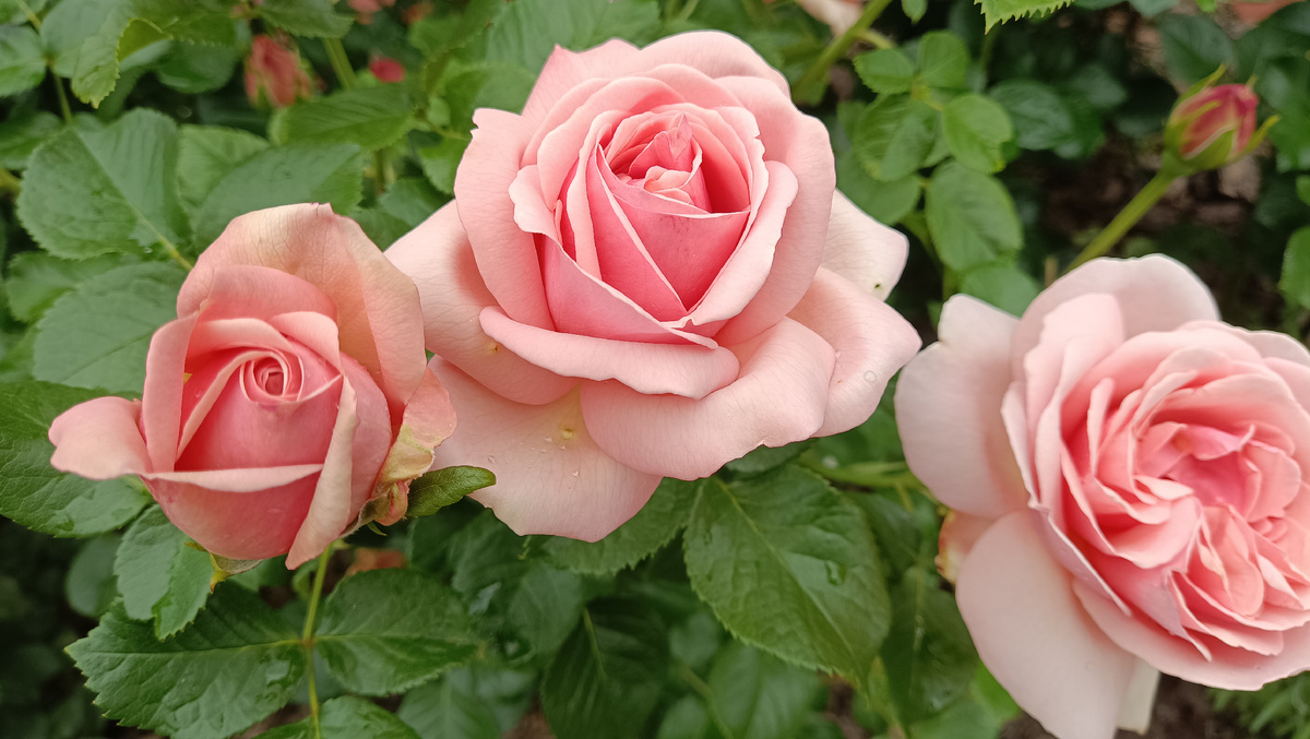 Зацветает Афродита, 2025.