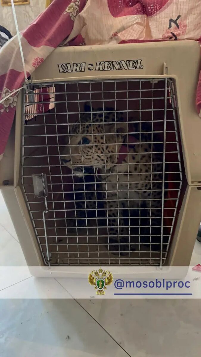    Фото: пресс-служба прокуратуры Московской области