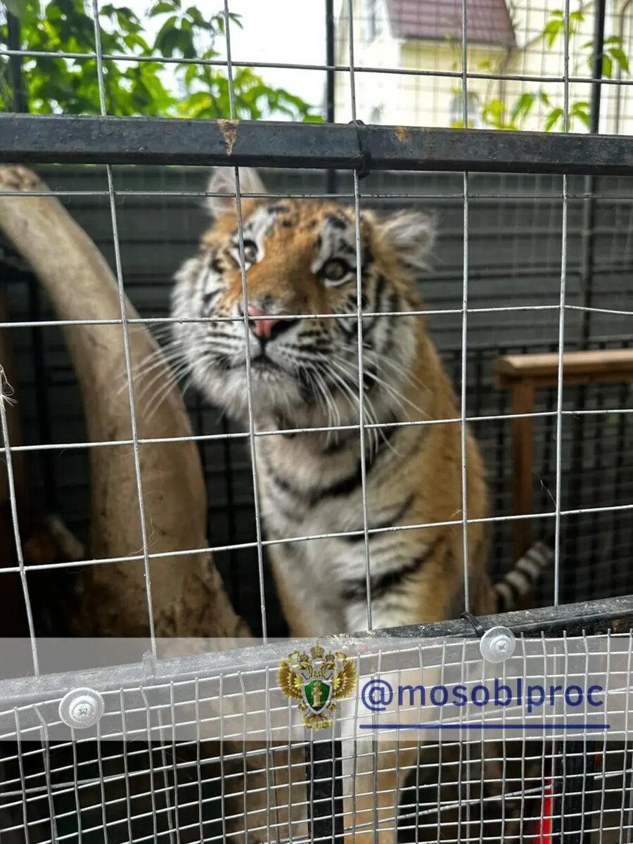    Фото: пресс-служба прокуратуры Московской области