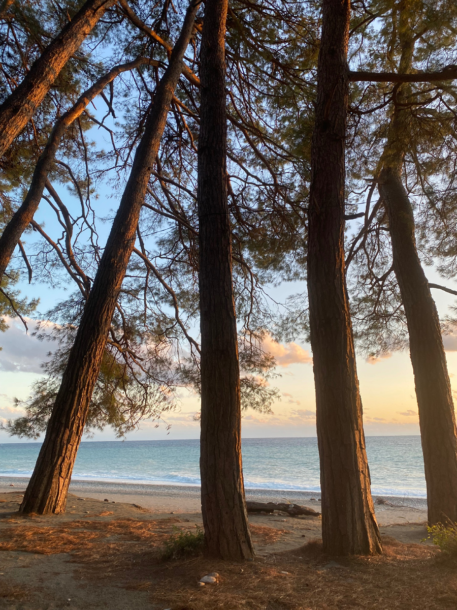 Пицундские сосны и море 😍 воздух там волшебный  