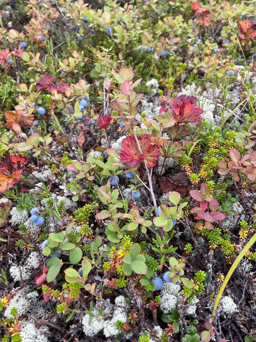 Голубика растет на болотах, как эта в Мурманской области. Ниже около 1,5 м торфа