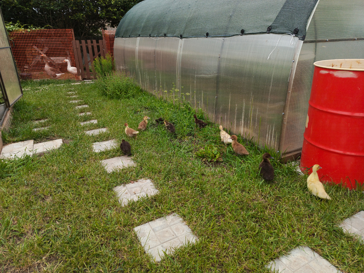 С одной стороны загнала - с другой выбежали 🤣