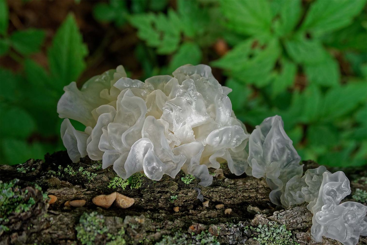 Tremella fuciformis, она же Дрожалка фукусовидна, Серебрянное ух и ледяной гриб