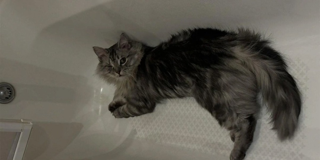 В Перми одноглазого кота вернули в приют по странной причине