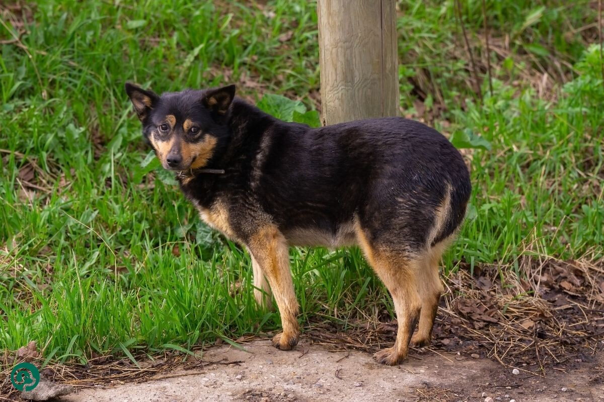 Собака поджимает хвост