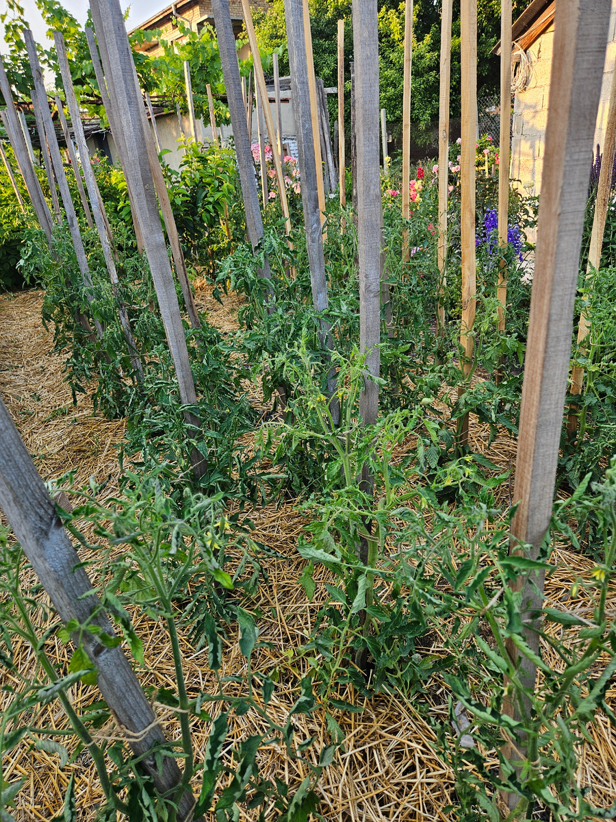 Основная посадка томатов