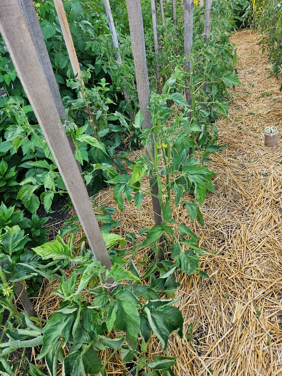 Мульча из соломы спасает от перегрева почву