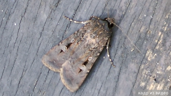     Фото: кадр из видео   
 Текст: Евгения Караваева