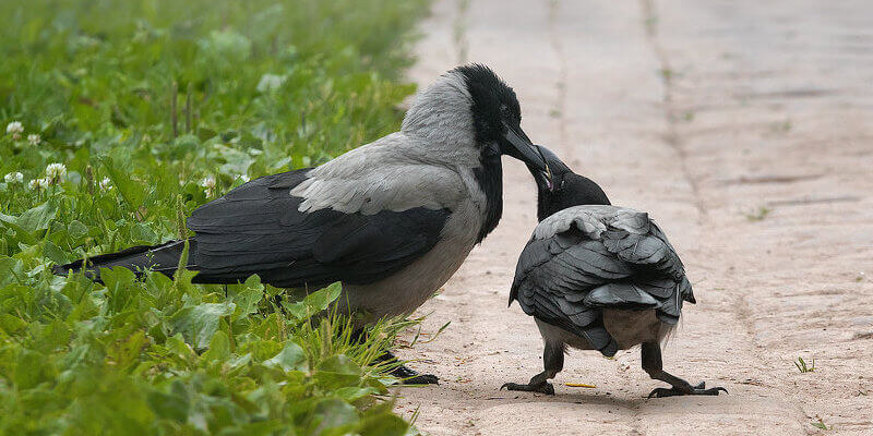 Фото взято из открытого источника
