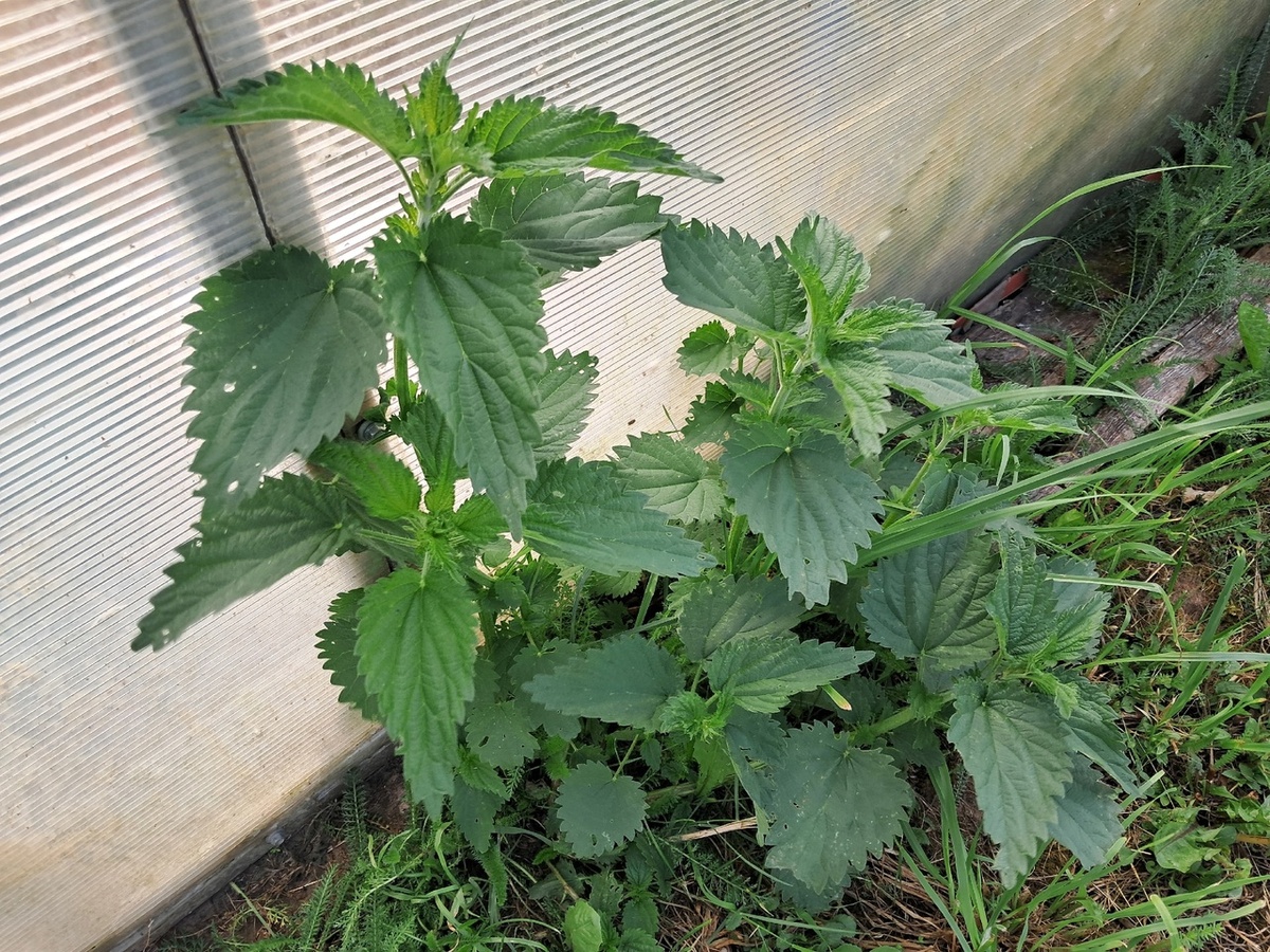 Крапива как удобрение