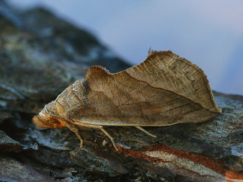 Calyptra thalictri. Фото Ilia Ustyantsev, 2015 г. 