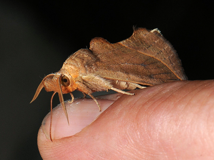 Calyptra thalictri. За неприметными крылышками, напоминающими жухлые листья, скрывается мощный хоботок, способный проткнуть кожу. Фото из открытых источников