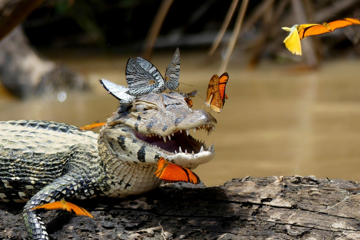 Бабочки, облепившие каймана. Фото Caters News Agency