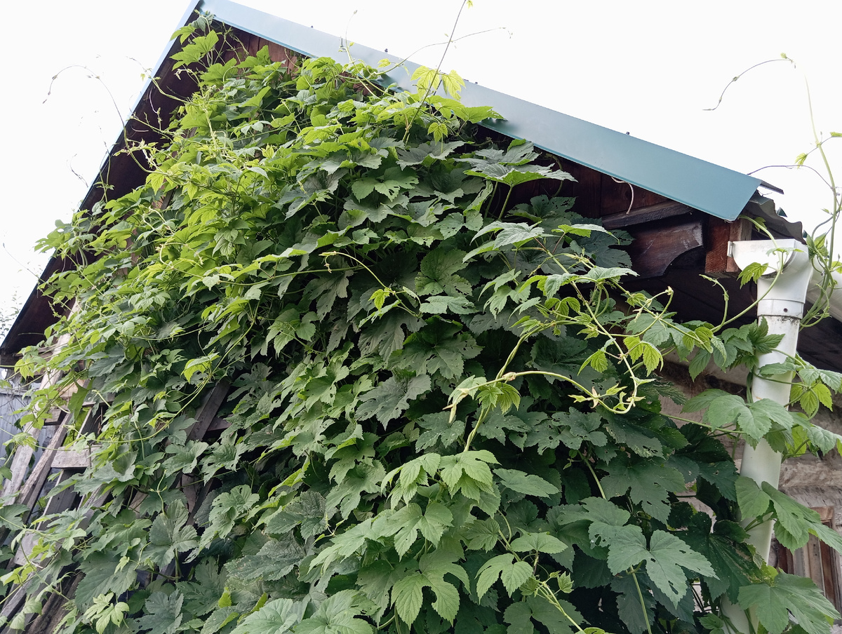 Фото автора. Хмель на бане. 