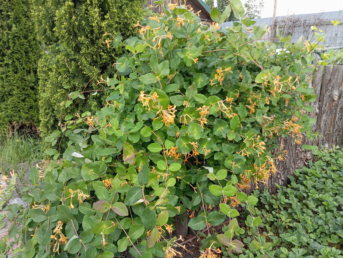 Фото автора. Жимолость на заборе. 
