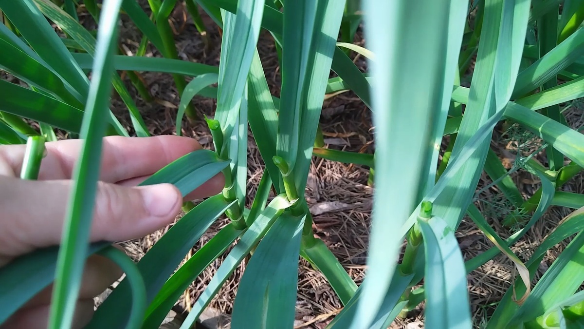 При удалении стрелки, оставляйте пенёк 1 см.